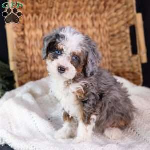 Murphy (tiny), Mini Bernedoodle Puppy